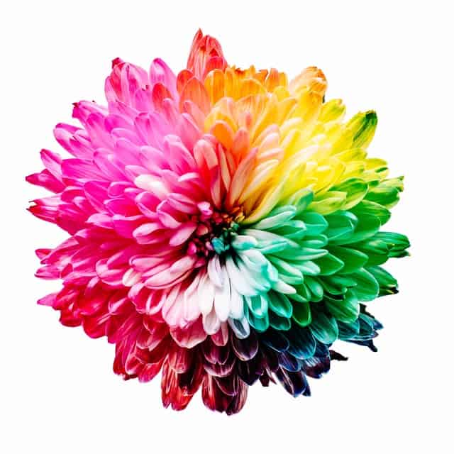 quiz Rainbow flower