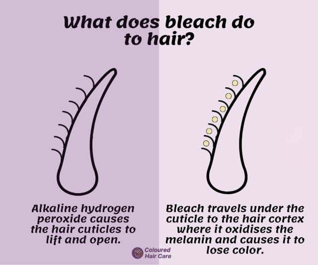 does bleach damage your hair - what does bleach do infographic: Alkaline hydrogen peroxide causes the hair cuticles to lift and open.Bleach travels under the cuticle to the hair cortex where it oxidises the melanin and causes it to lose color.