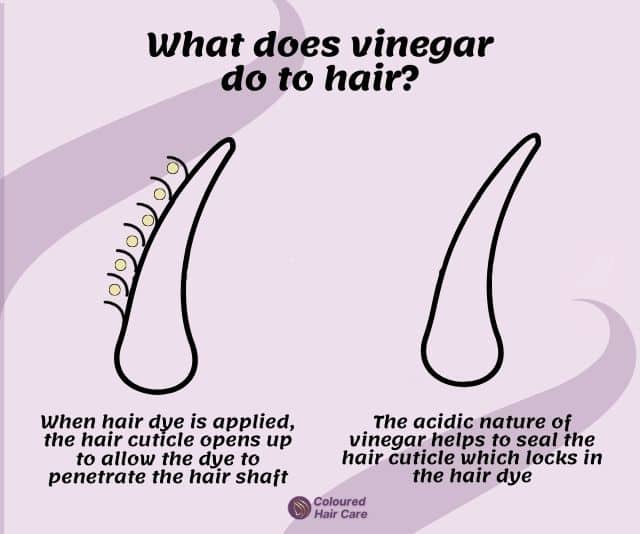 does vinegar set hair dye? what does vinegar do to hair infographic
