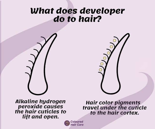 what does developer do to hair infographic - alkaline hydrogen peroxide causes the hair cuticle to lift and open. Hair color or bleach pigments travel under the cuticle to the hair cortext