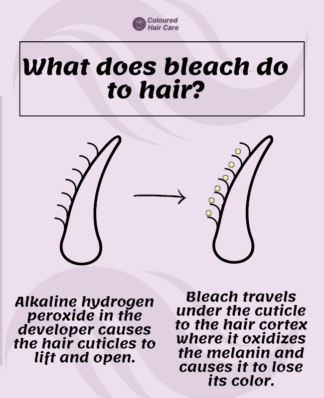 what does bleach do to hair infographic - alkaline hydrogen peroxide in the developer causes the hair cuticles to lift and open. Bleach travels under the cuticle tot he hair cortex where it oxidizes the melanin and causes it to lost its color.