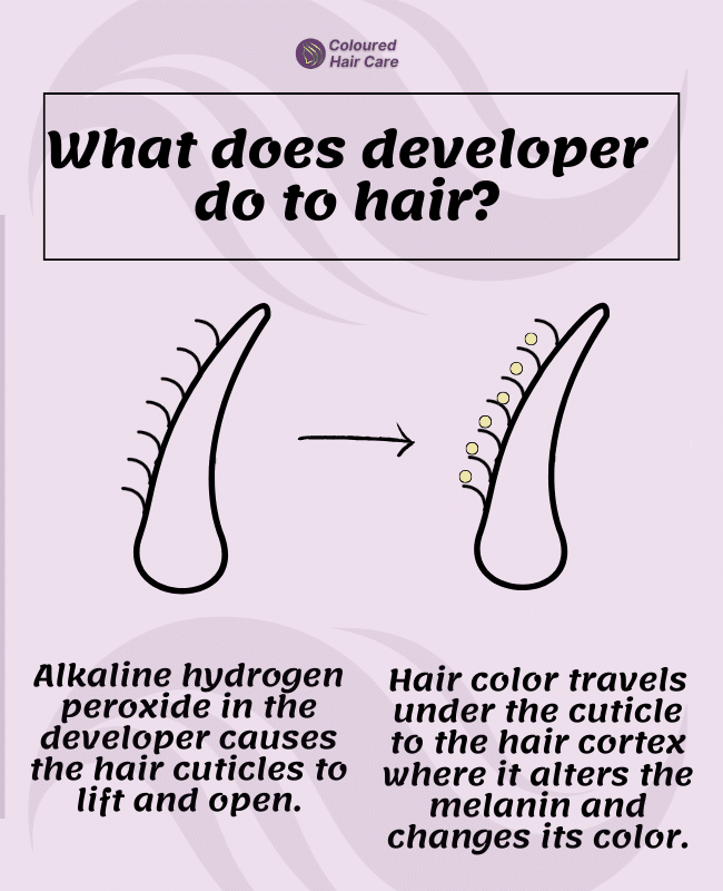 What does developer do to hair? infographic
Alkaline hydrogen peroxide in the developer causes the hair cuticles to lift and open.
Hair color travels under the cuticle to the hair cortex where it alters the melanin and changes its color.