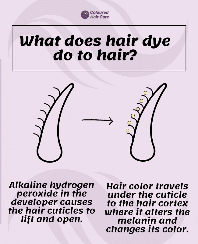 what does hair dye do to hair - infographic: Alkaline hydrogen peroxide in the developer causes the hair cuticles to lift and open. Hair color travels under the cuticle to the hair cortex where it alters the melanin and changes its color.