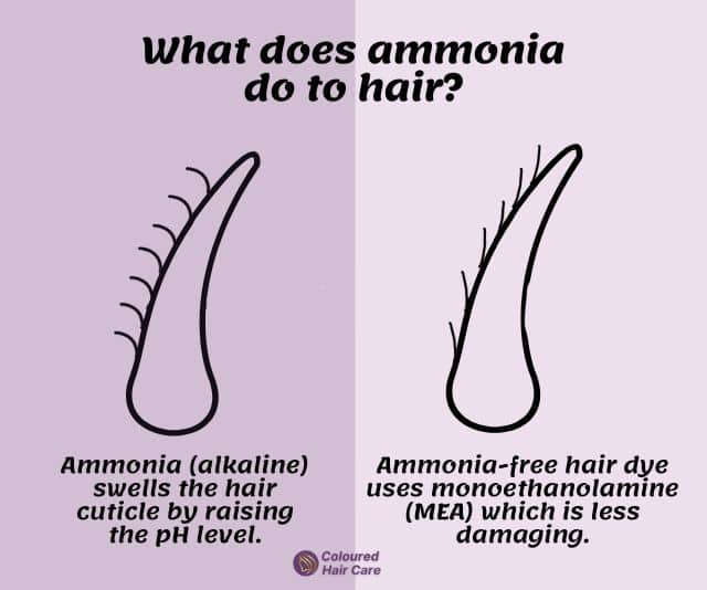 best ammonia-free hair dyes infographic - ammonia (alkaline) swells the hair cuticle by raising the pH level. Ammonia-free hair dye uses monoethanolamine (MEA) which is less damaging